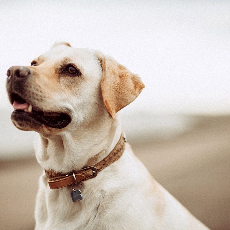 mitchell-orr-237216-unsplash.jpg mitchell-orr-237216-unsplash.jpg